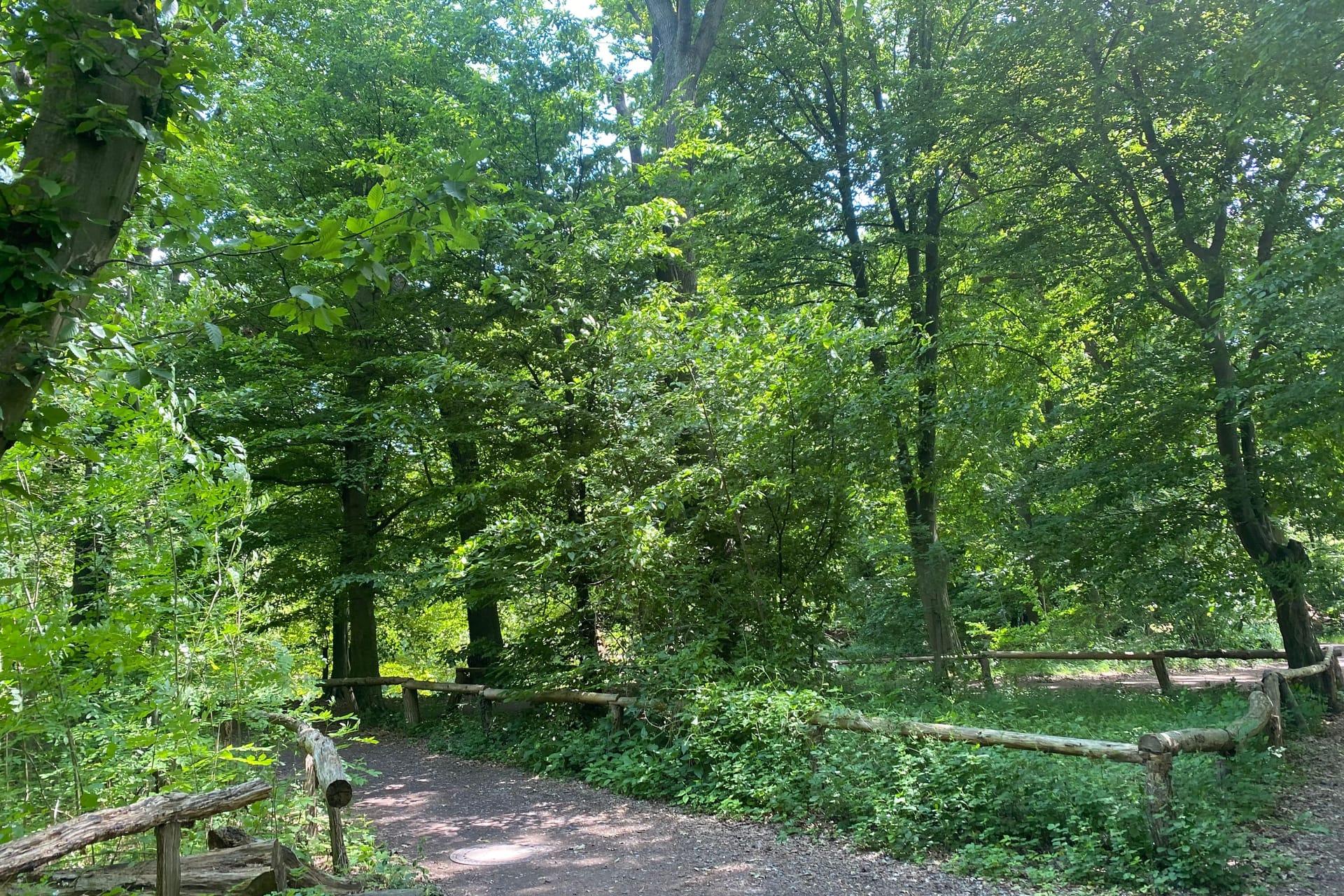 Kühle Orte in Braunschweig: Davon gibt es eine Menge in der Stadt – so wie hier in Riddagshausen beispielsweise.