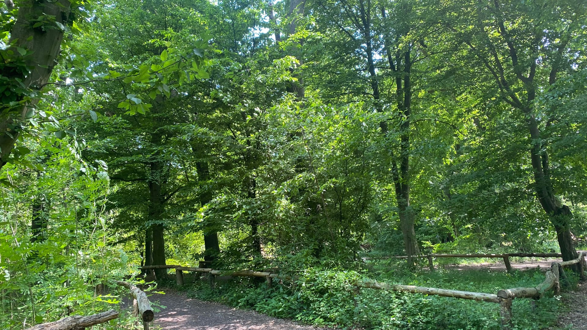 Kühle Orte in Braunschweig: Davon gibt es eine Menge in der Stadt – so wie hier in Riddagshausen beispielsweise.