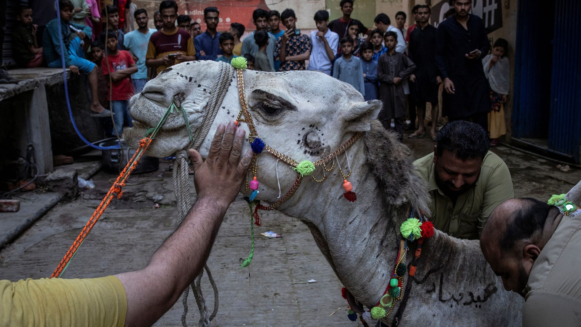 Ein Kamel in der Stadt Lahore, Pakistan (Symbolbild).