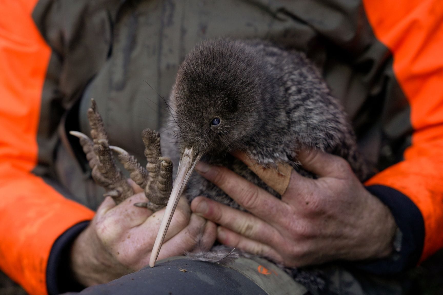 Seltener Kiwi-Vogel in Neuseeland entdeckt