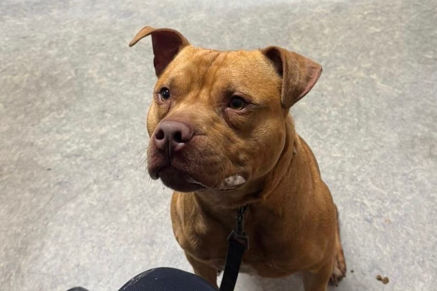 Fundhund bei der Polizei: Der herrenlose Vierbeiner wurde in der Weststadt von Braunschweig entdeckt.