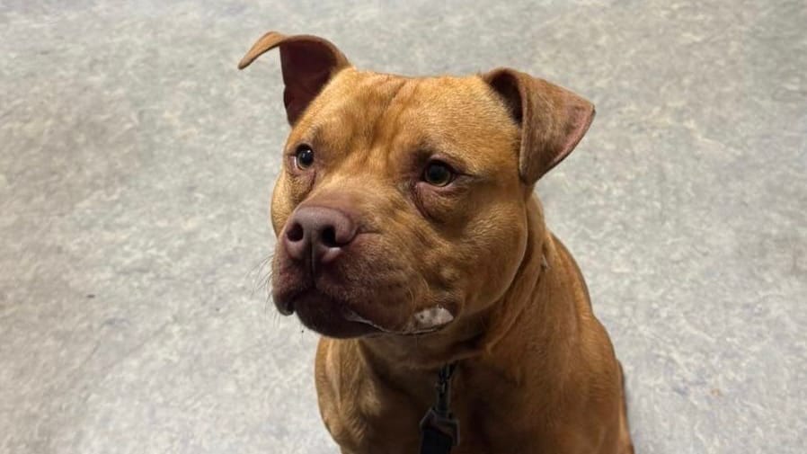 Fundhund bei der Polizei: Der herrenlose Vierbeiner wurde in der Weststadt von Braunschweig entdeckt. Fundhund bei der Polizei: Der herrenlose Vierbeiner wurde in der Weststadt von Braunschweig entdeckt.