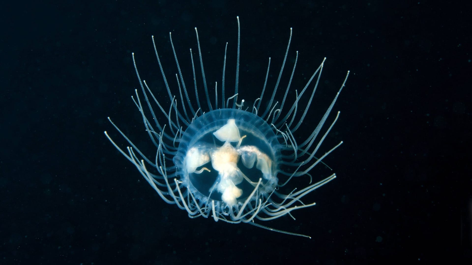 Eine Klammerqualle im Meer (Archivbild): Drohen solche giftigen Quallen bald auch in der Ostsee? Eine Klammerqualle im Meer (Archivbild): Drohen solche giftigen Quallen bald auch in der Ostsee?