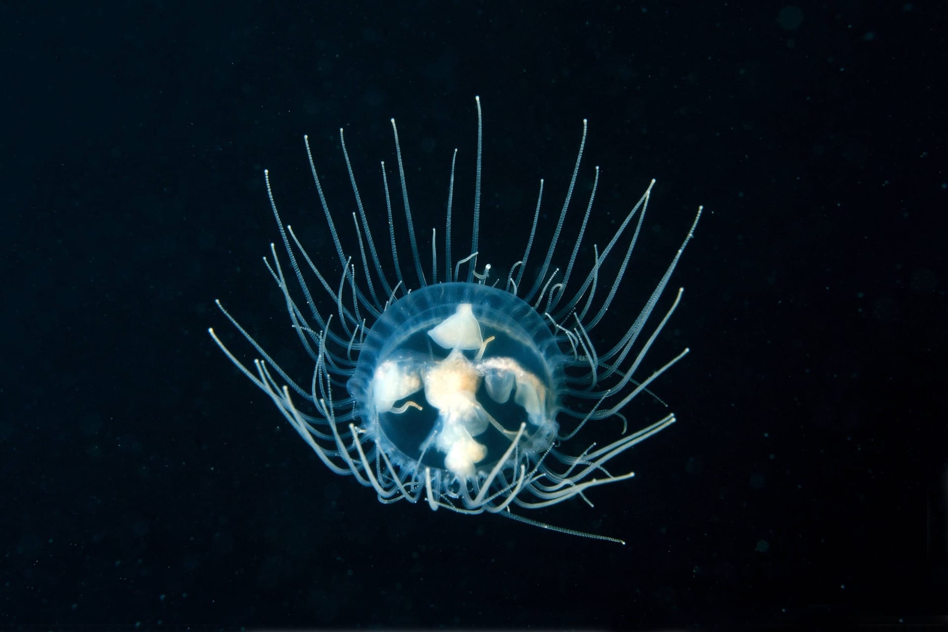 Eine Klammerqualle im Meer (Archivbild): Drohen solche giftigen Quallen bald auch in der Ostsee? Eine Klammerqualle im Meer (Archivbild): Drohen solche giftigen Quallen bald auch in der Ostsee?