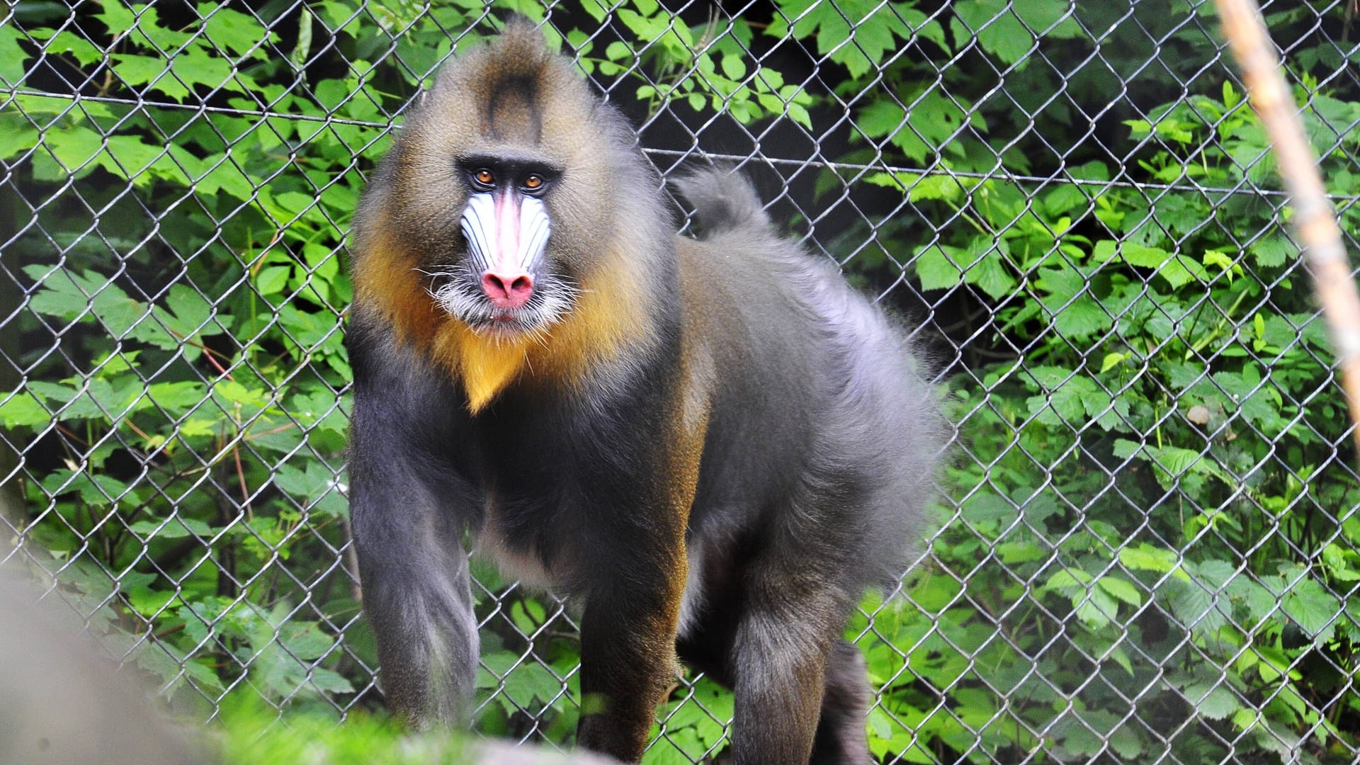 Mandrill-Männchen im Tierpark Hagenbeck Hamburg (Archivfoto): Fast jedes Jahr gibt es in Gehege 48 Nachwuchs.