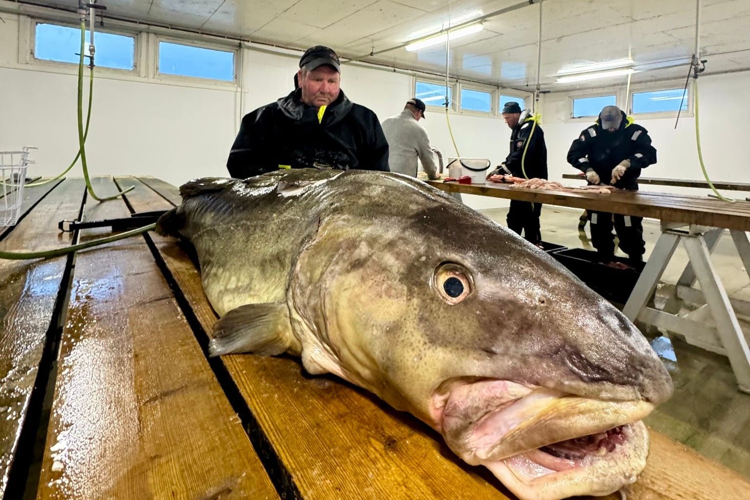 Der riesige Dorsch aus dem Fjord: Er wiegt 35 Kilo und soll verspeist werden.