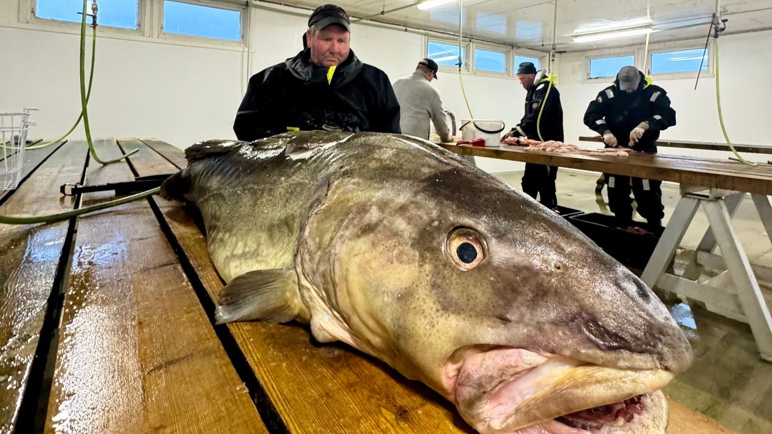 Der riesige Dorsch aus dem Fjord: Er wiegt 35 Kilo und soll verspeist werden.