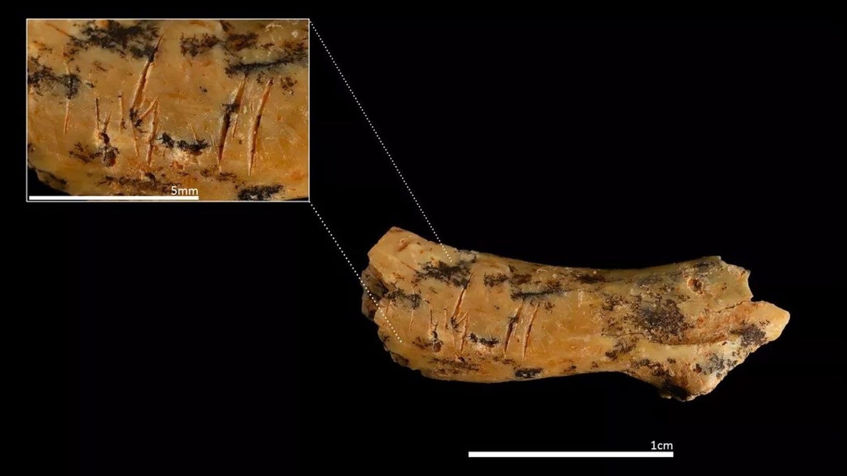 850.000 Jahre alt: Dieser Halswirbelknochen eines kleinen Kindes unseres Vorfahren Homo antecessor weist gezielt gesetzte Schnittspuren auf. 850.000 Jahre alt: Dieser Halswirbelknochen eines kleinen Kindes unseres Vorfahren Homo antecessor weist gezielt gesetzte Schnittspuren auf.