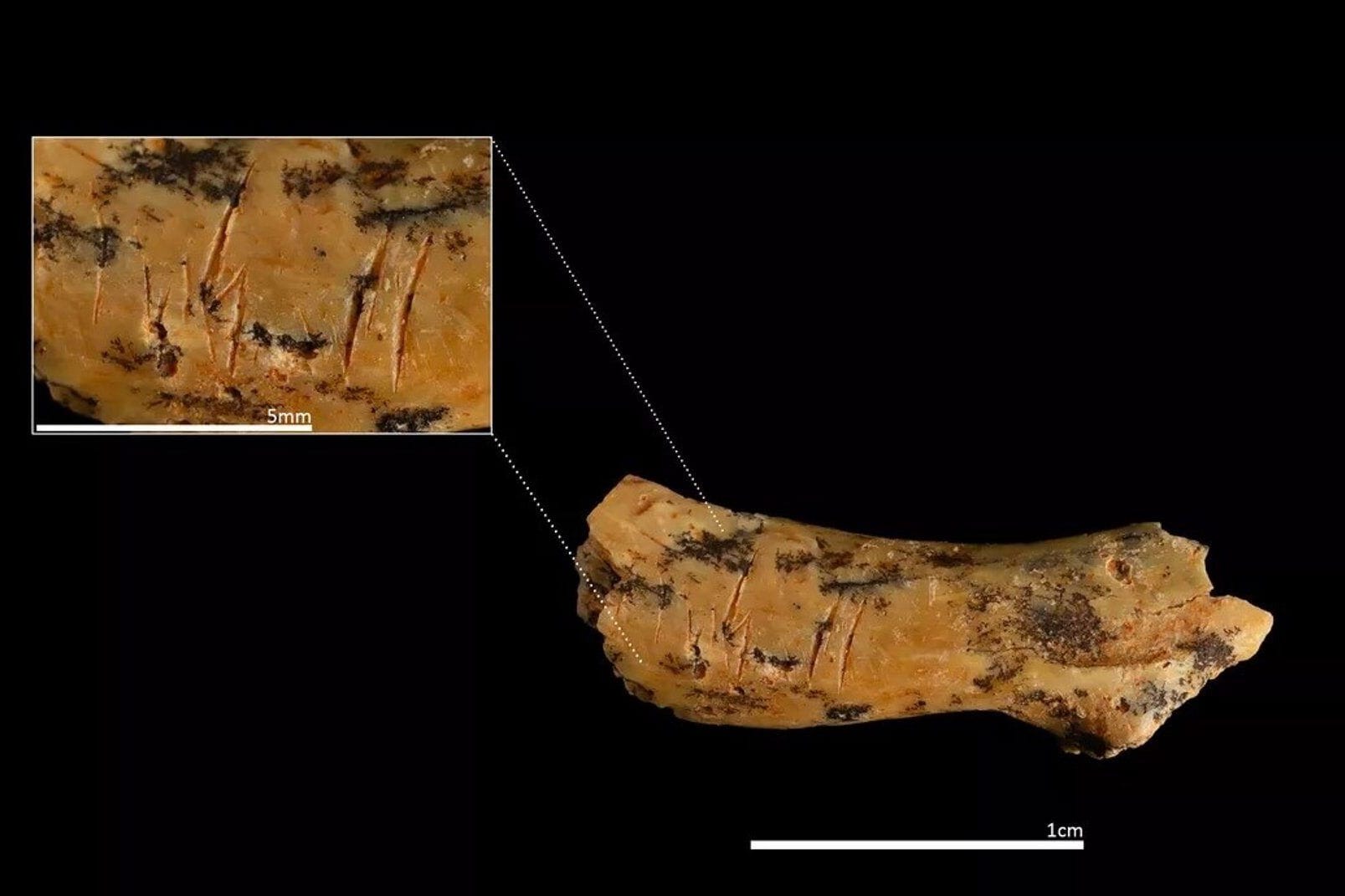 850.000 Jahre alt: Dieser Halswirbelknochen eines kleinen Kindes unseres Vorfahren Homo antecessor weist gezielt gesetzte Schnittspuren auf.