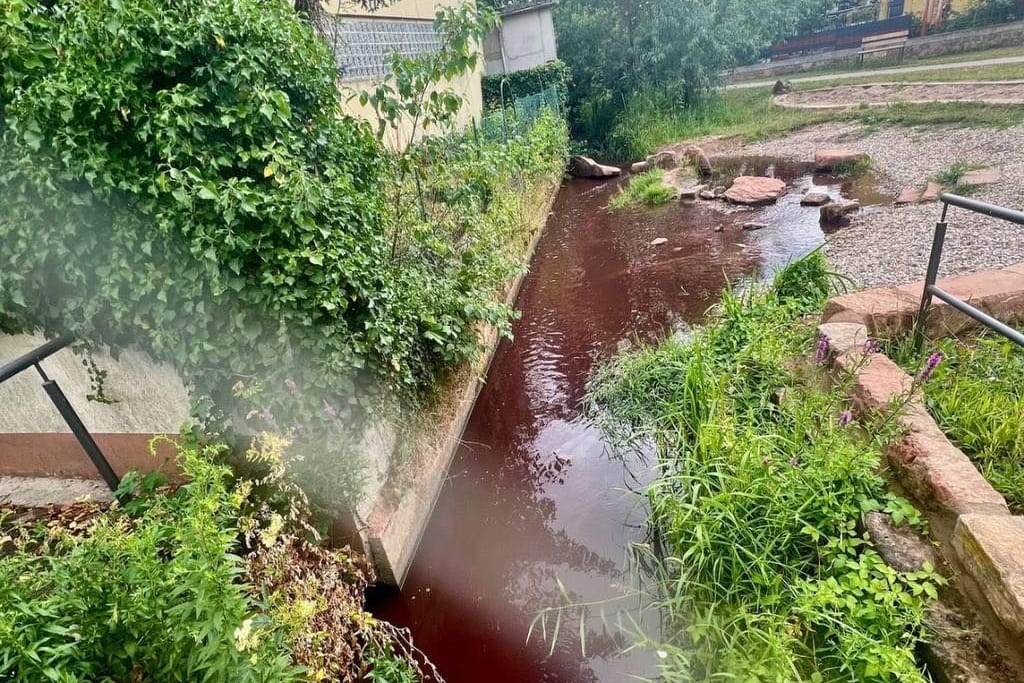 Der vom Wein verfärbte Bach: Hier starben zahlreiche Fische.