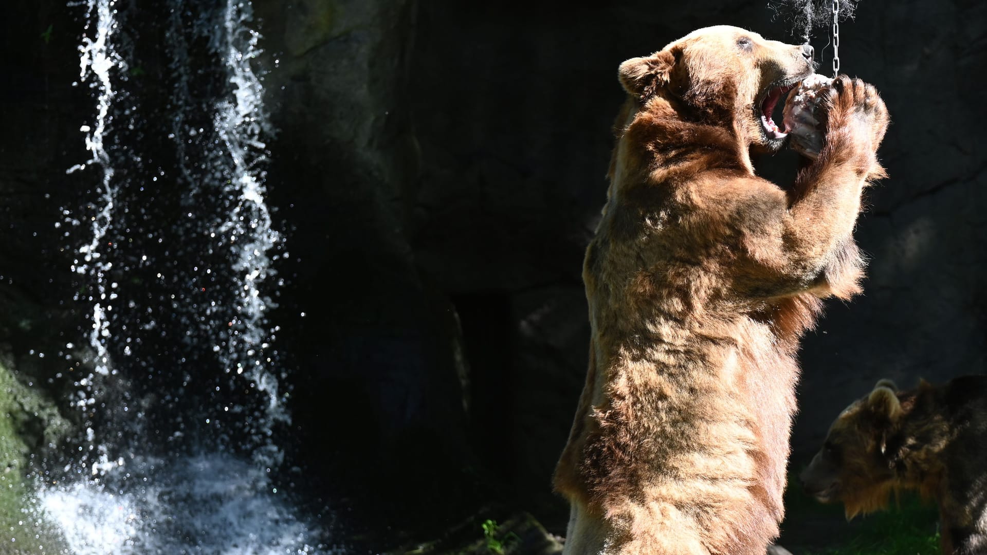 Kamtschatka-Bär Leonid kaut an einer Eisbombe gefüllt mit Fisch, Ratten und Muscheln: Auch für die Tiere sind Temperaturen von über 30 Grad Celsius anstrengend.