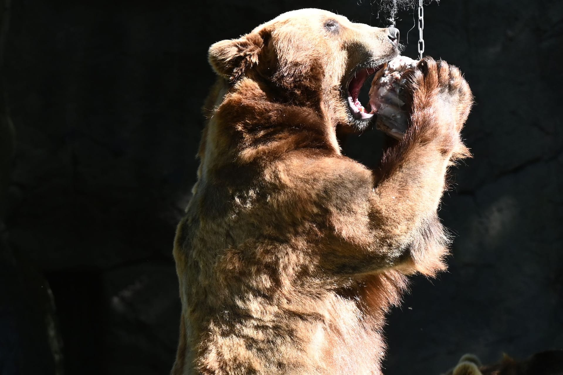 Kamtschatka-Bär Leonid kaut an einer Eisbombe gefüllt mit Fisch, Ratten und Muscheln: Auch für die Tiere sind Temperaturen von über 30 Grad Celsius anstrengend.