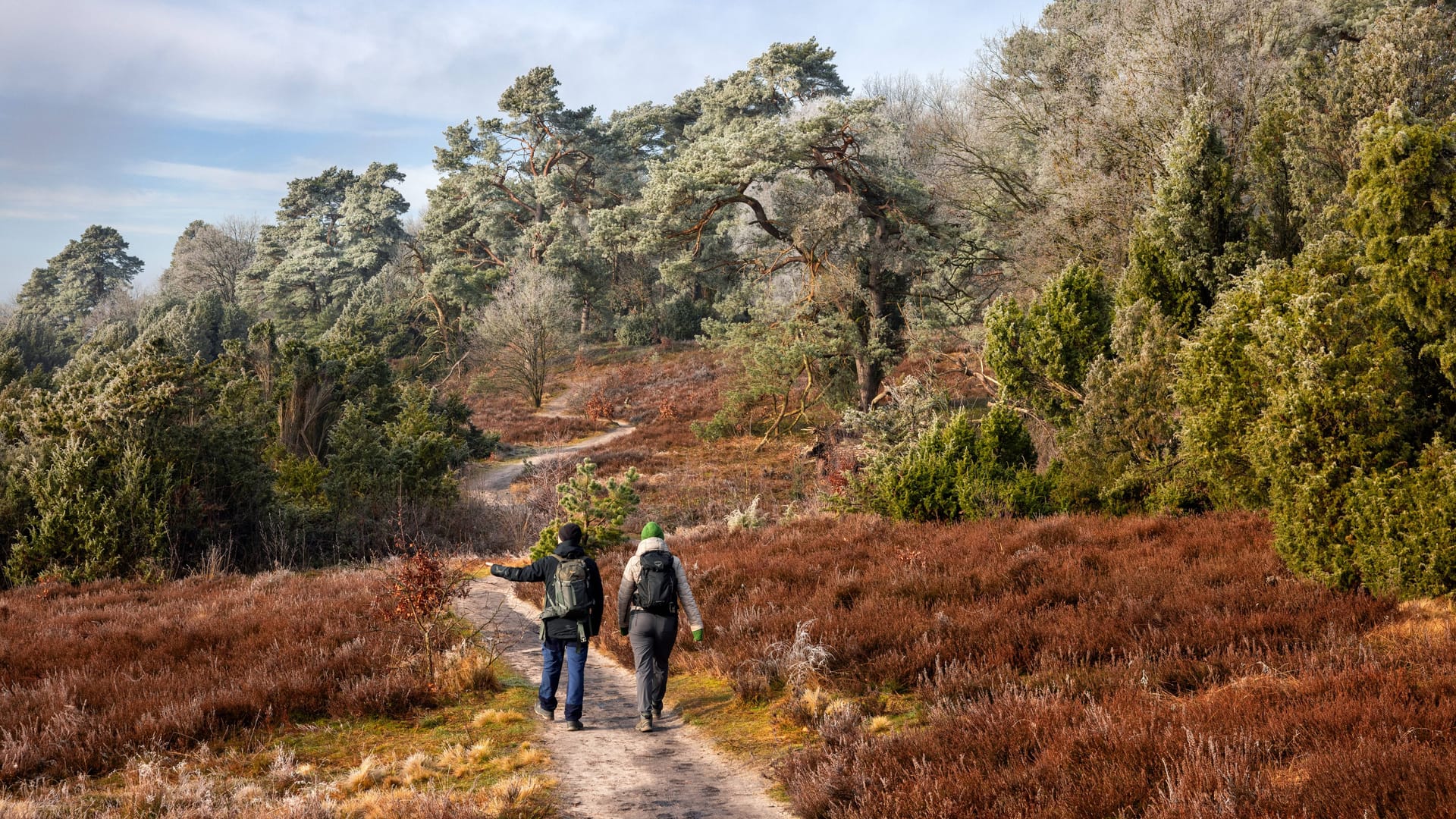 Wanderer sind unterwegs auf dem Heidschnuckenweg in der Lüneburger Heide.