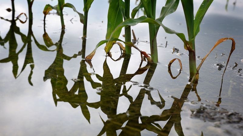 Junge Maispflanzen stehen auf einem vom Hochwasser überfluteten Feld (Symbolbild): Die EU-Kommission will den Klimawandel bekämpfen.