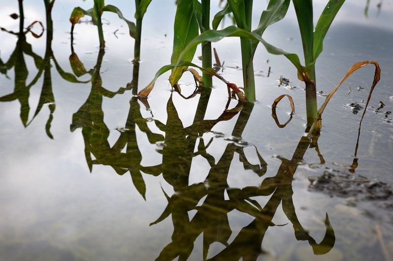 Junge Maispflanzen stehen auf einem vom Hochwasser überfluteten Feld (Symbolbild): Die EU-Kommission will den Klimawandel bekämpfen.