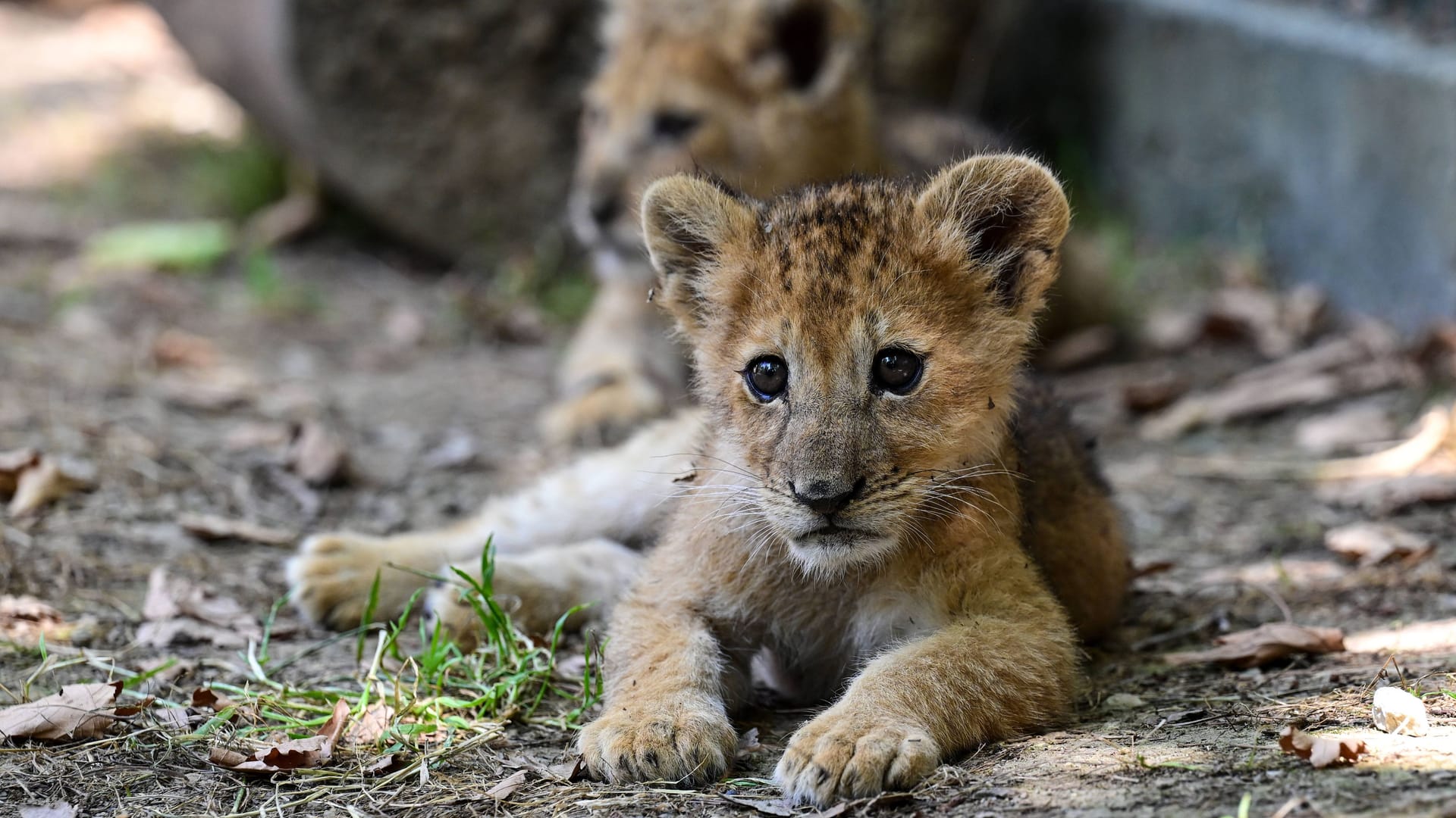 Löwenjungtiere in einem Zoo (Symbolfoto, hier nicht im Bild): In Köln wurden zwei Anfang Juli geborenen Löwenbabys eingeschläfert.