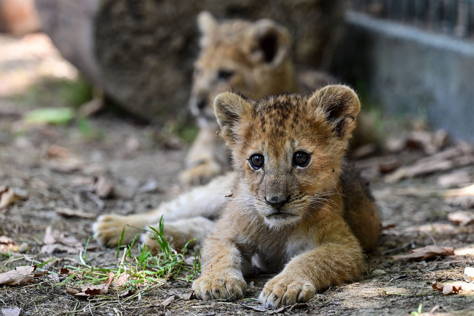 Löwenjungtiere in einem Zoo (Symbolfoto, hier nicht im Bild): In Köln wurden zwei Anfang Juli geborenen Löwenbabys eingeschläfert.