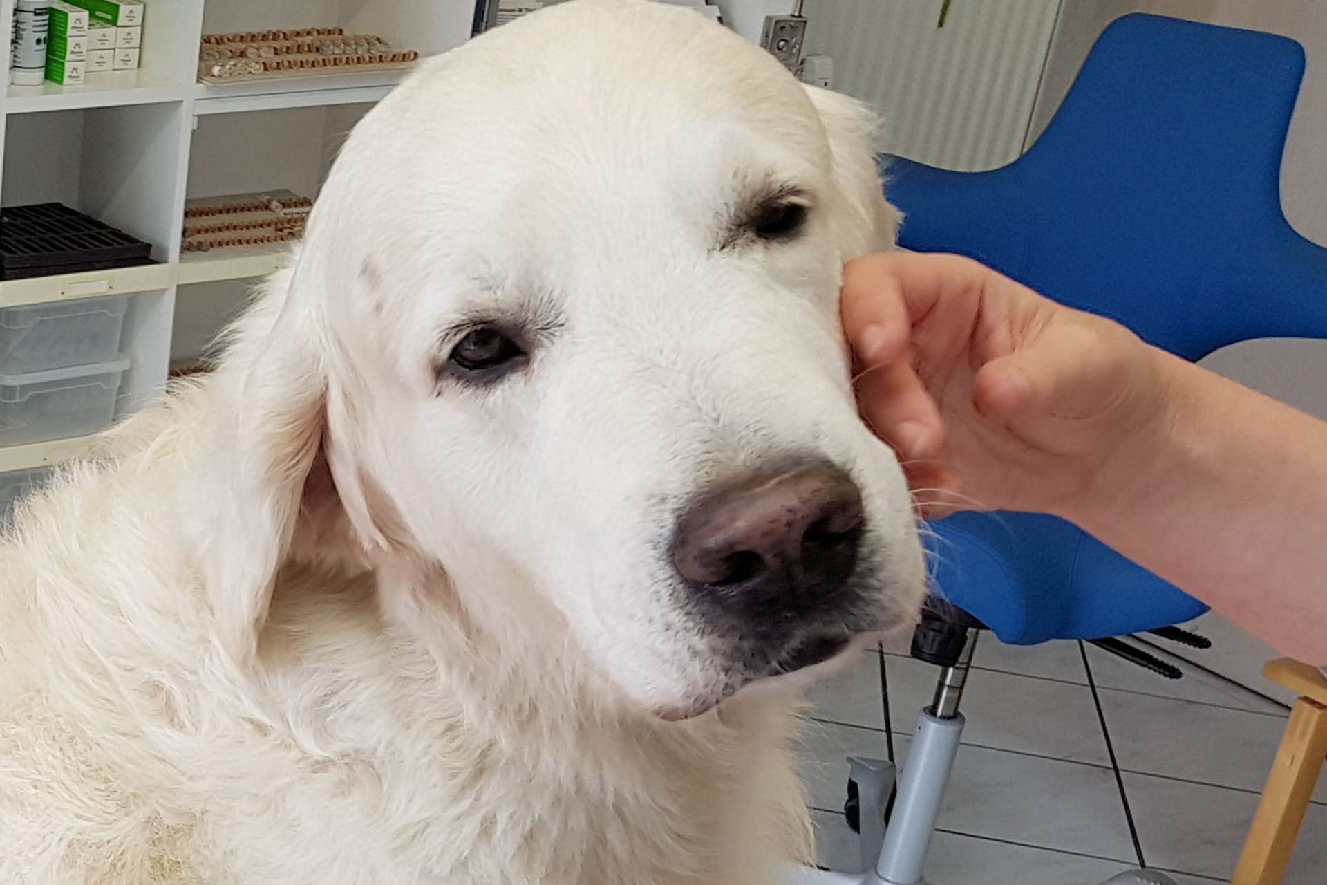 Trainierte Hunde können Parkinson erschnüffeln