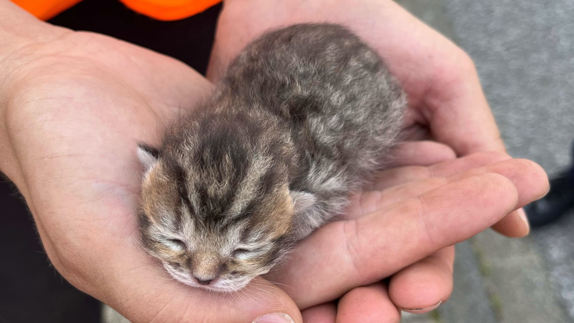Schockierende Entdeckung: In Langerwehe fand ein Mann Katzenbabys in einer Mülltonne.