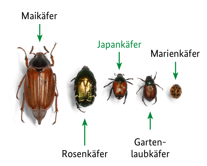 Ein Bildvergleich: Der Japankäfer (Mitte) neben ähnlichen Käferarten wie Rosenkäfer, Maikäfer, Marienkäfer und Gartenlaubkäfer.