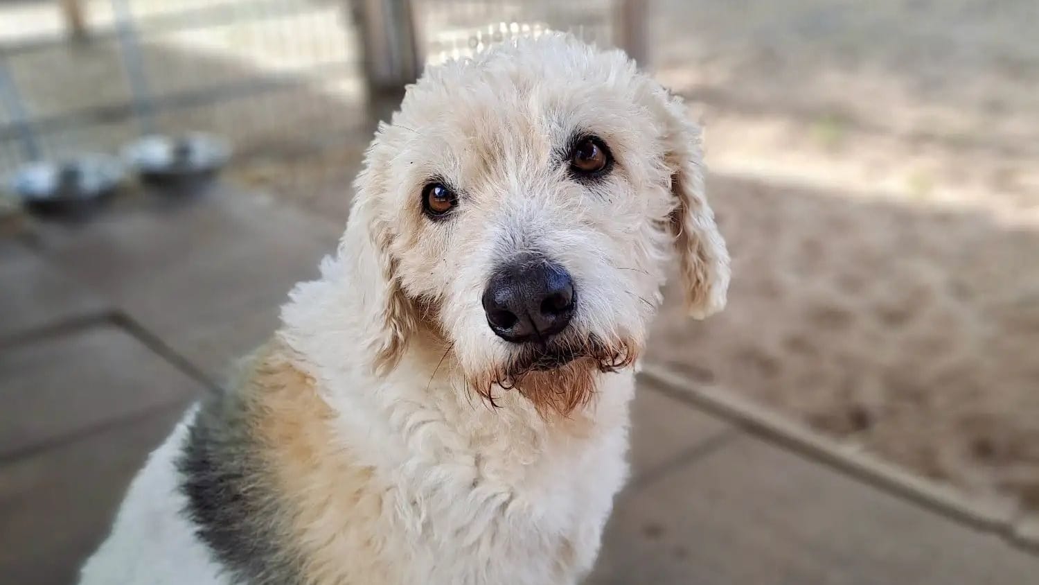 Hund Milou im Tierheim: Der Mischling stammt ursprünglich aus Mauritius.