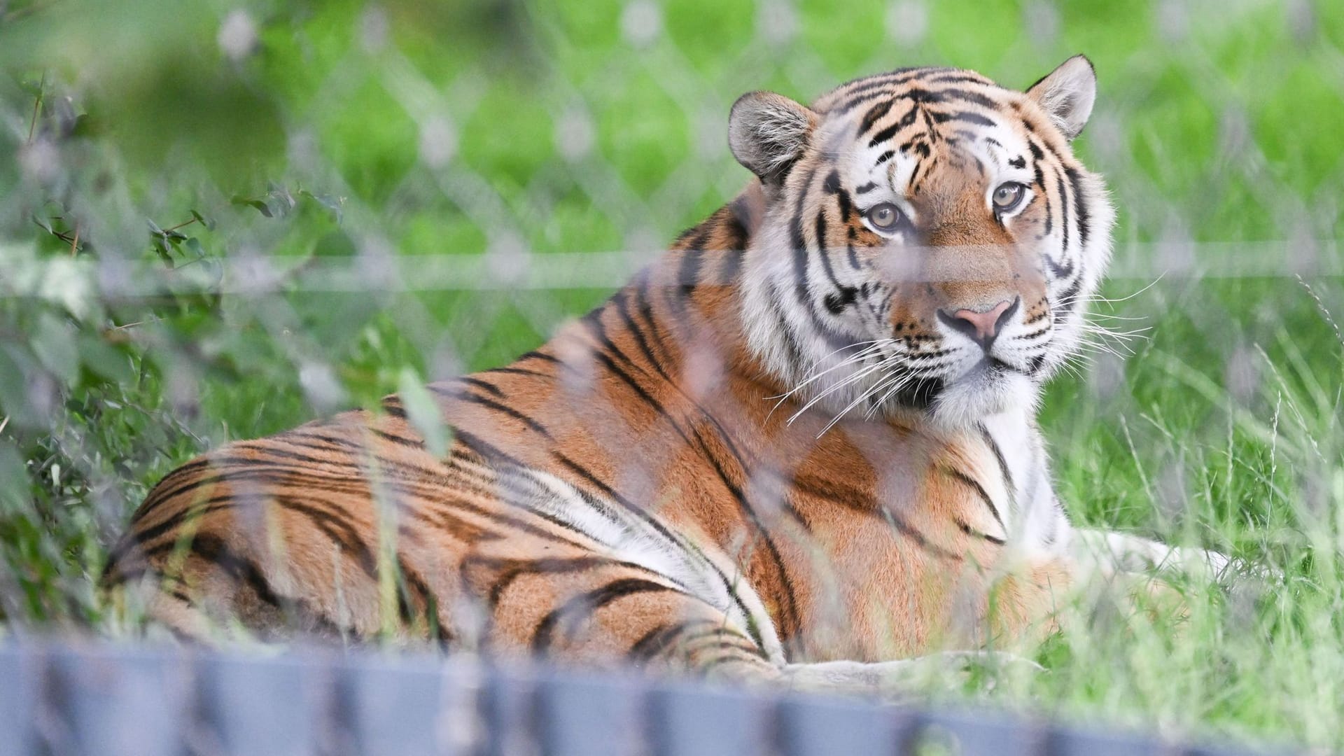 Neue Anlage für Amur-Tiger in der Wilhelma