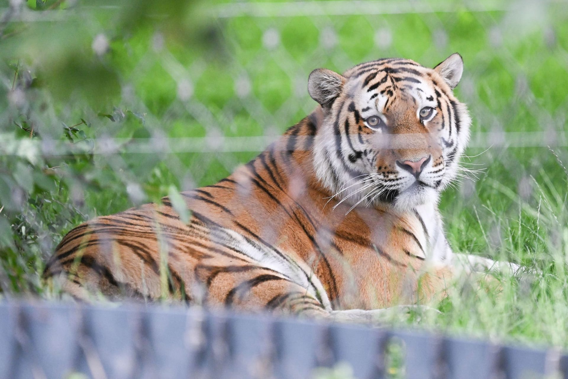 Neue Anlage für Amur-Tiger in der Wilhelma