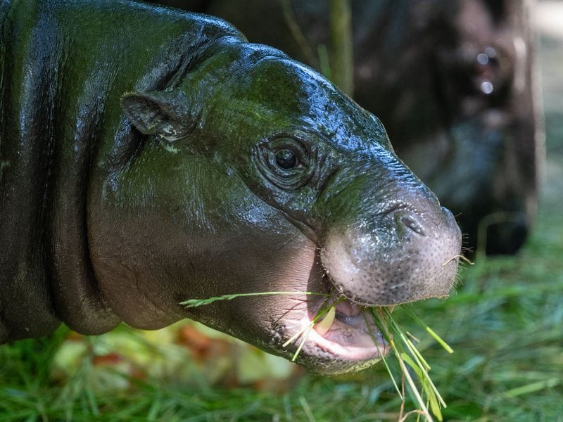 Guten Appetit: Toni bei seinem Geburtstagsmahl Anfang Juni im Zoo.