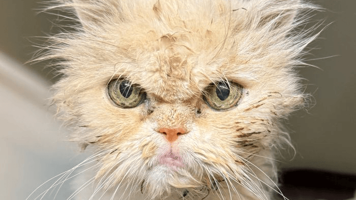 Kater Hubert hat einen mürrischen Blick. Doch hinter dem süßen Blick liegt eine traurige Geschichte. Kater Hubert hat einen mürrischen Blick. Doch hinter dem süßen Blick liegt eine traurige Geschichte.