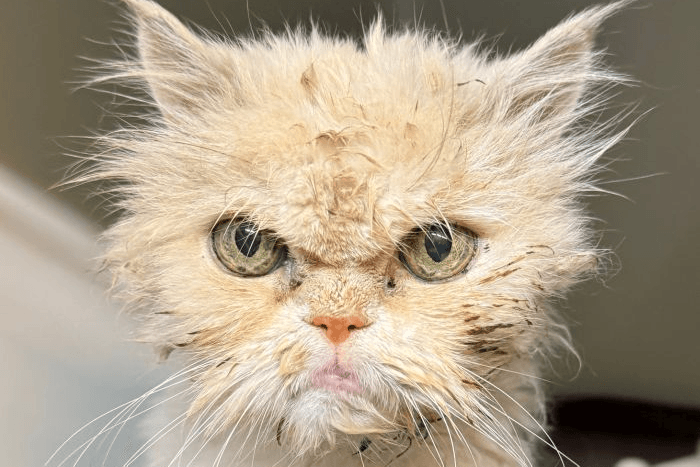 Kater Hubert hat einen mürrischen Blick. Doch hinter dem süßen Blick liegt eine traurige Geschichte.