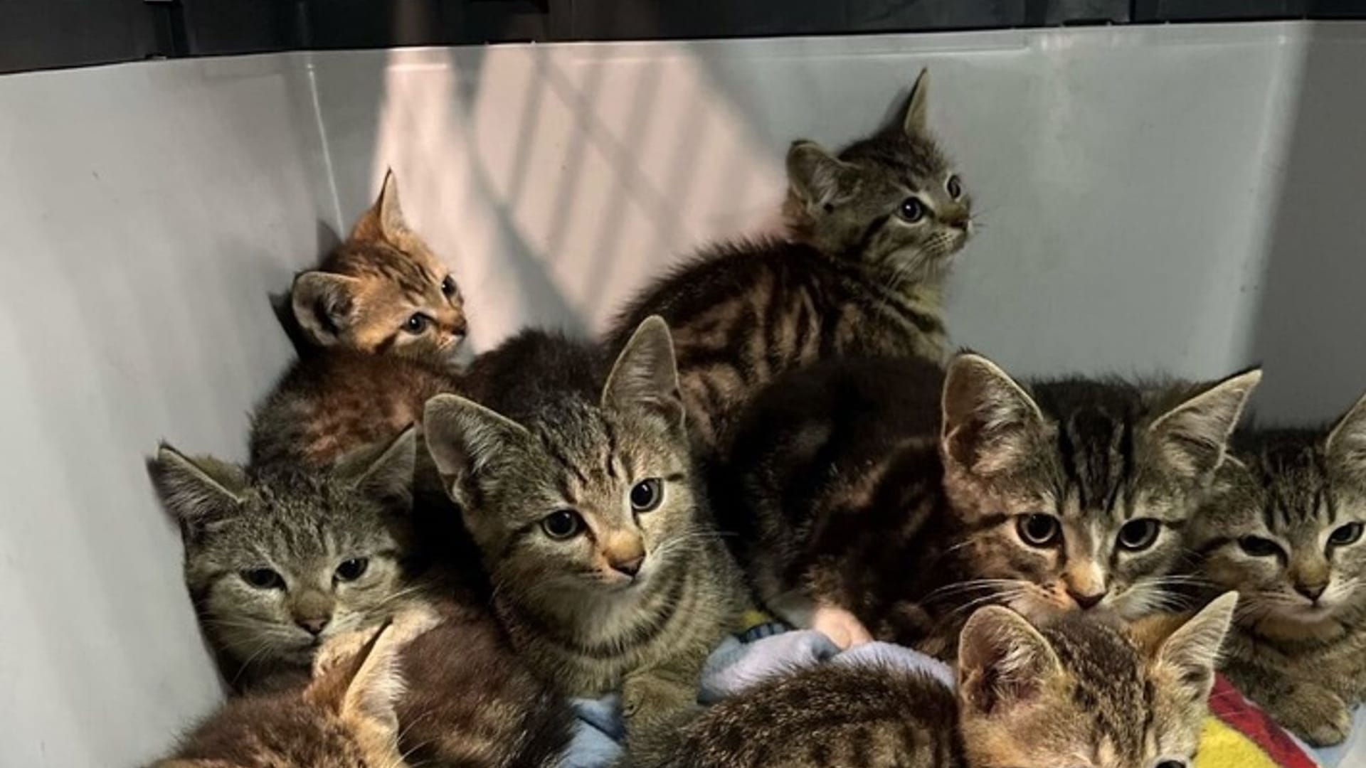 Katzenbabys ausgesetzt