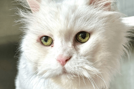 Der Kater Wolle White: Er wurde verwahrlost aufgefunden.