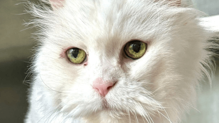 Der Kater Wolle White: Er wurde verwahrlost aufgefunden.