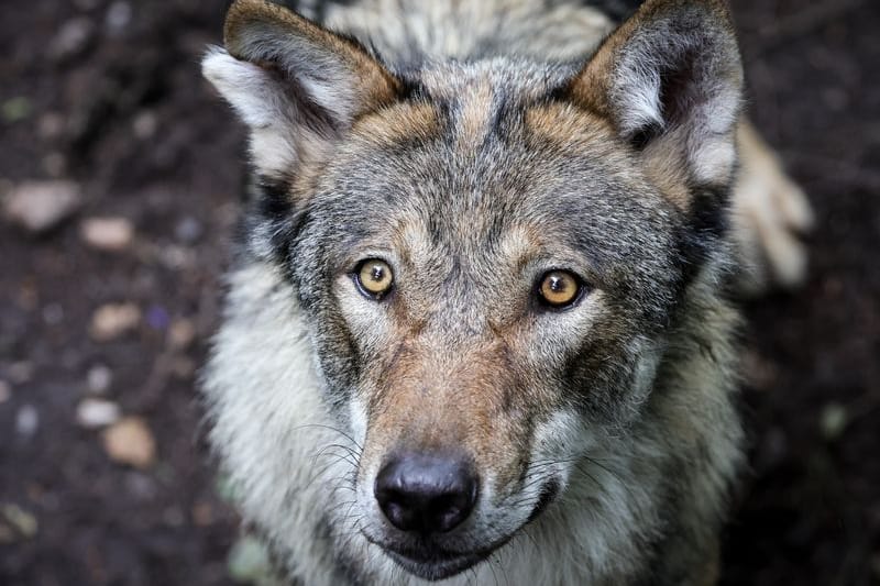 Ein junger Wolf steht in einem Gehege im Tierpark (Symbolbild): In Sachsen gibt es laut vorläufigem Wolfsmonitoring für das Jahr 2024/25 nun 41 bestätigte Wolfsterritorien.