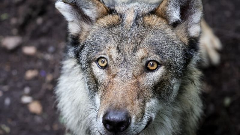 Ein junger Wolf steht in einem Gehege im Tierpark (Symbolbild): In Sachsen gibt es laut vorläufigem Wolfsmonitoring für das Jahr 2024/25 nun 41 bestätigte Wolfsterritorien. Ein junger Wolf steht in einem Gehege im Tierpark (Symbolbild): In Sachsen gibt es laut vorläufigem Wolfsmonitoring für das Jahr 2024/25 nun 41 bestätigte Wolfsterritorien.