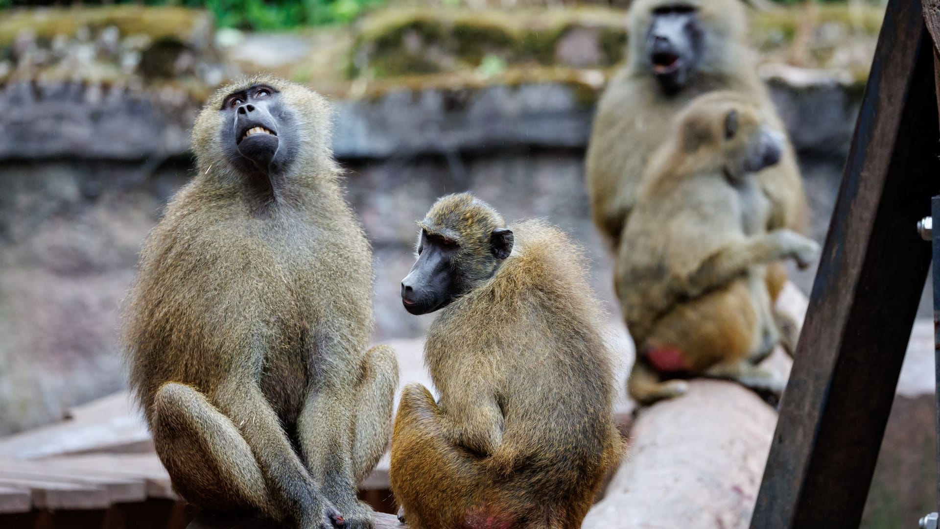 Guinea-Paviane im Tiergarten Nürnberg
