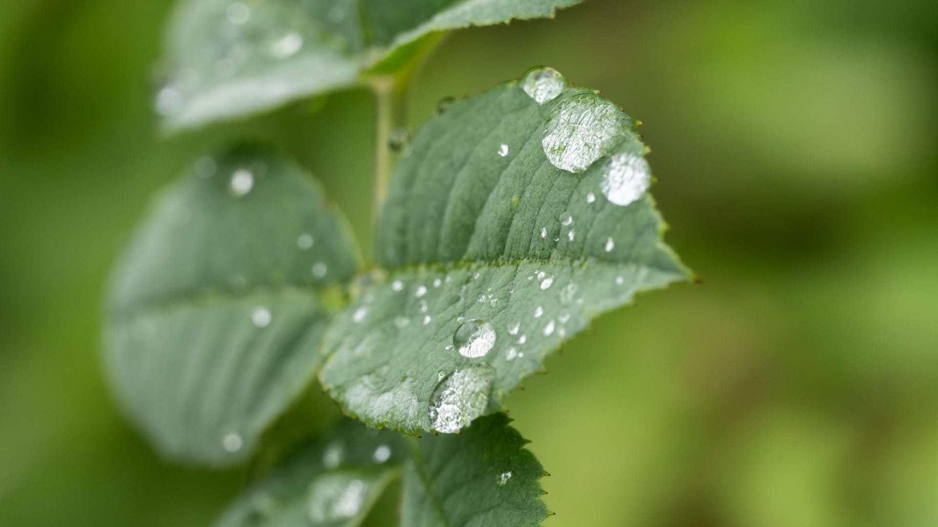 Viele Pflanzen haben von teils nassem Juli profitiert Viele Pflanzen haben von teils nassem Juli profitiert