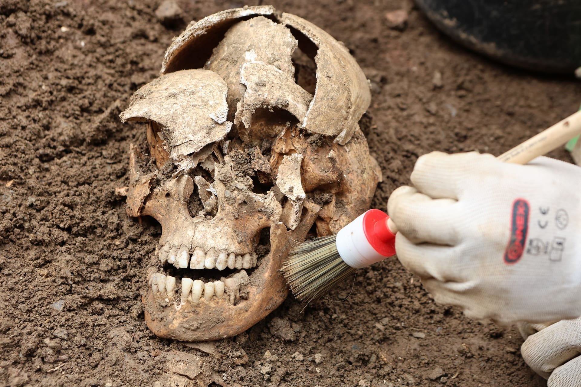 Der Schädel eines Skeletts aus dem 15. Jahrhundert (Archivbild): Er wurde am ehemaligen Kloster Himmelpforte freigelegt.