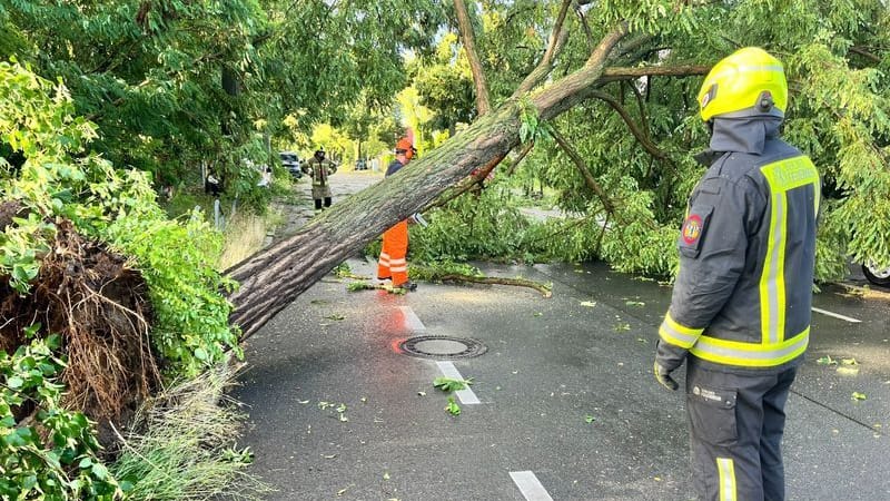 Ein entwurzelter Baum auf einer Straße in Hattersheim: Feuerwehrleute waren insgesamt an 18 Einsatzstellen gefordert.