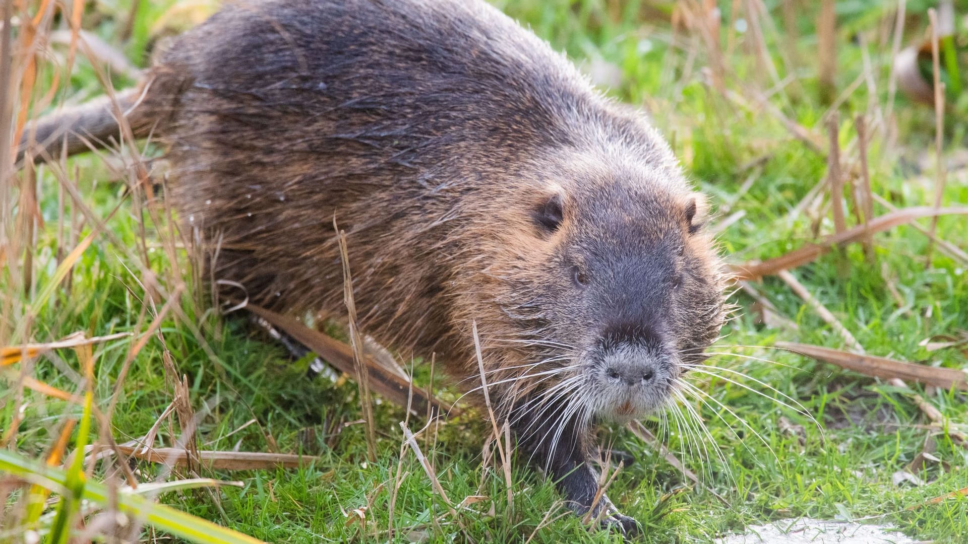 Nutria-Vorkommen in Deutschland
