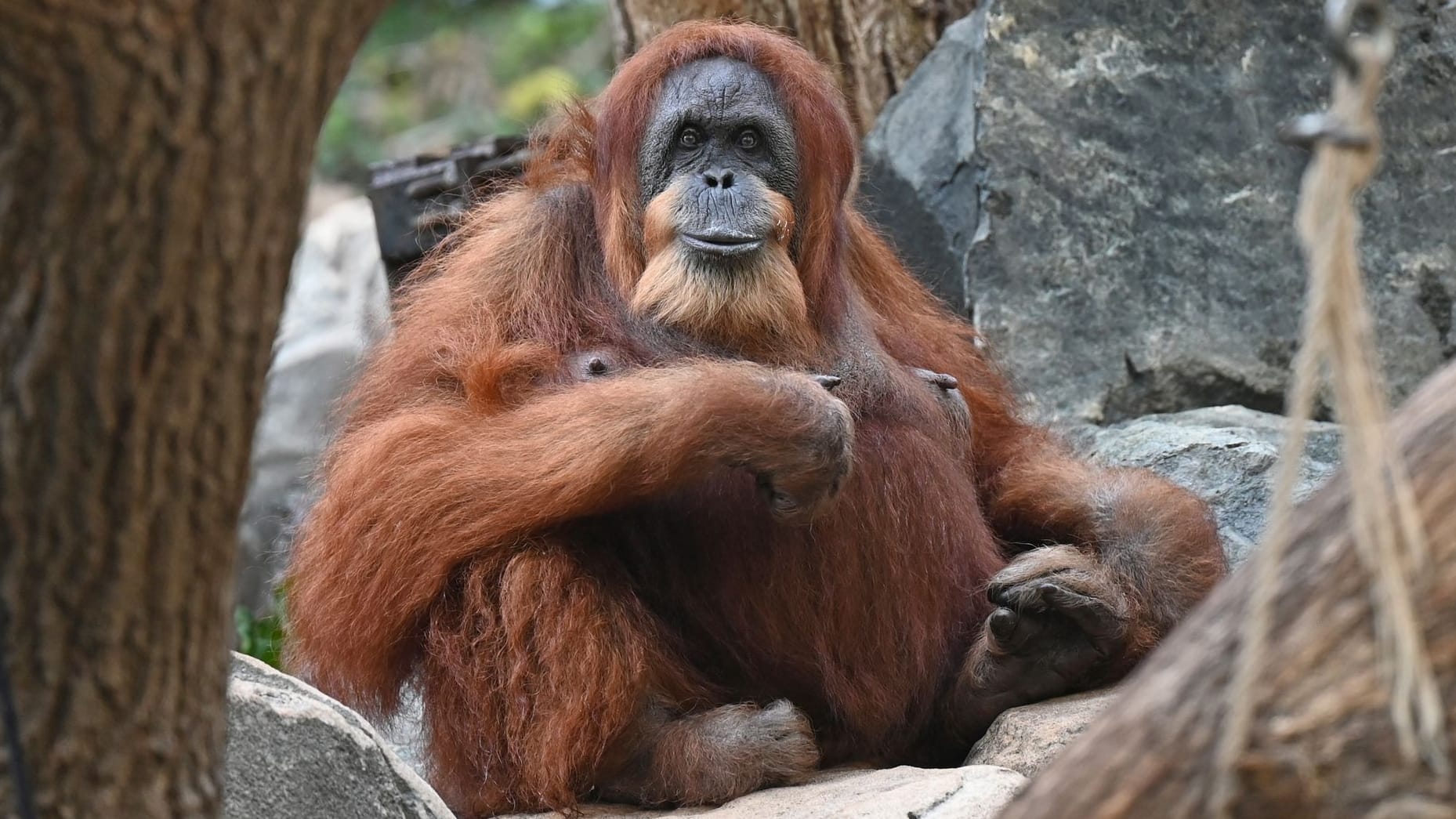 Orang-Utan-Dame Bella: Sie lebt seit 1964 im Tierpark Hagenbeck in Hamburg.