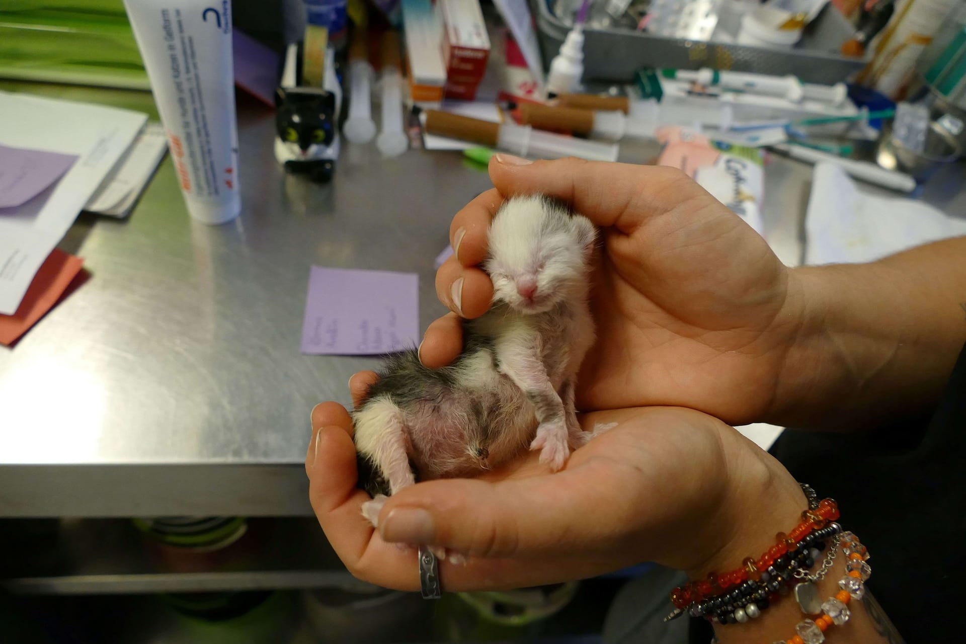 Mit nur 35 Gramm Geburtsgewicht kam dieses Kitten zur Welt. Ob es die nächsten Tage überlebt, ist ungewiss. Mit nur 35 Gramm Geburtsgewicht kam dieses Kitten zur Welt. Ob es die nächsten Tage überlebt, ist ungewiss.