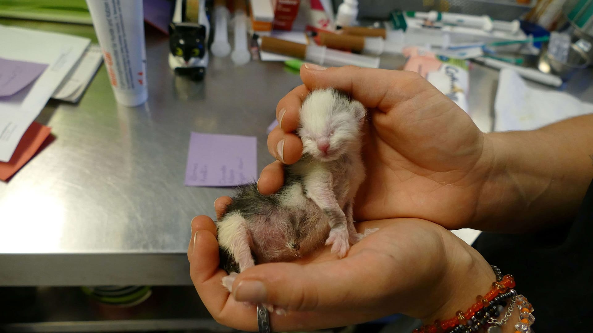 Mit nur 35 Gramm Geburtsgewicht kam dieses Kitten zur Welt. Ob es die nächsten Tage überlebt, ist ungewiss.