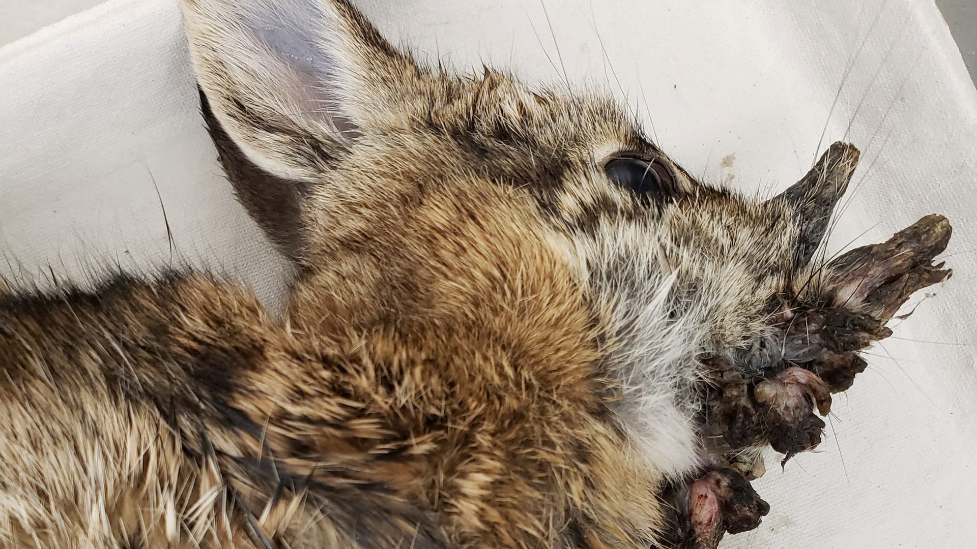 Ein Kaninchen, das an einem Virus leidet, das Hörnern ähnliche Strukturen wachsen lässt. (Archivbild)