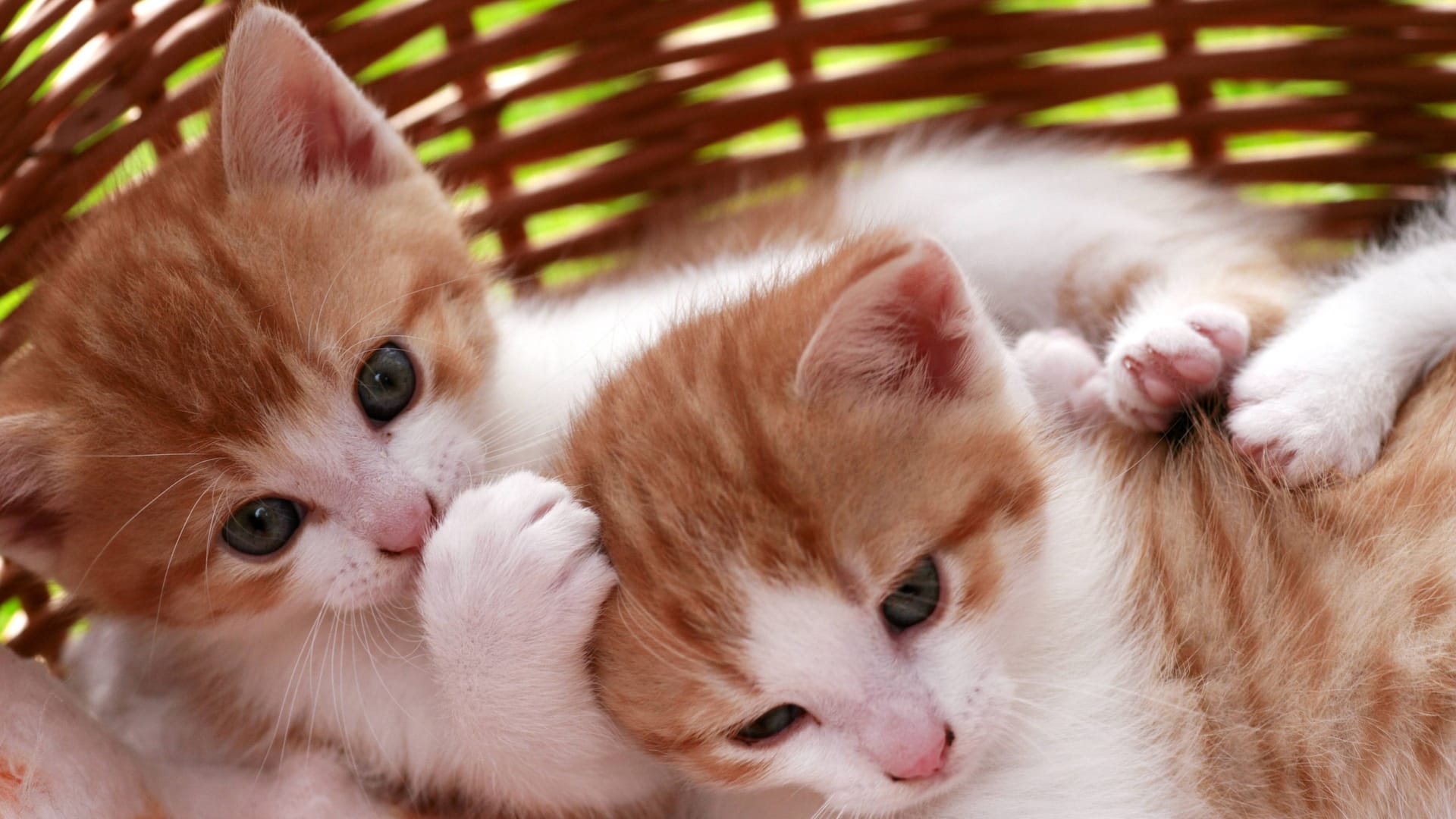 Zwei Katzenbabys im Körbchen (Symbolbild): In Düsseldorf wurden zwei junge Kater in einer Transportbox auf einem Spielplatz ausgesetzt. Zwei Katzenbabys im Körbchen (Symbolbild): In Düsseldorf wurden zwei junge Kater in einer Transportbox auf einem Spielplatz ausgesetzt.
