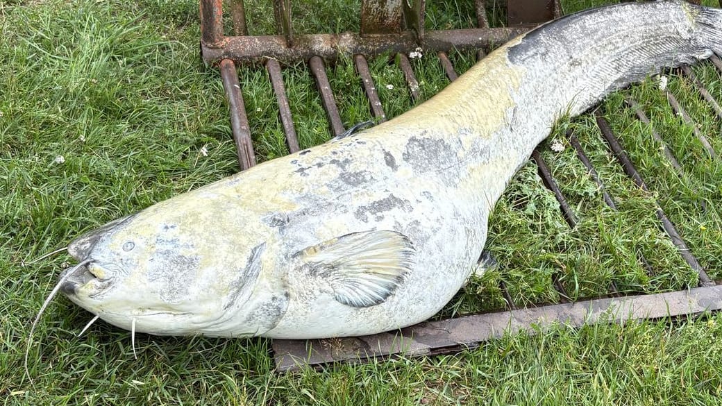 Einer der angespülten Riesenwelse am Dümmer See in Niedersachsen: Woran das Tier gestorben ist, darüber kann derzeit nur spekuliert werden.