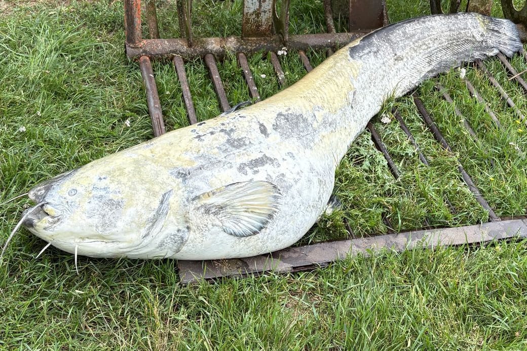 Einer der angespülten Riesenwelse am Dümmer See in Niedersachsen: Woran das Tier gestorben ist, darüber kann derzeit nur spekuliert werden.