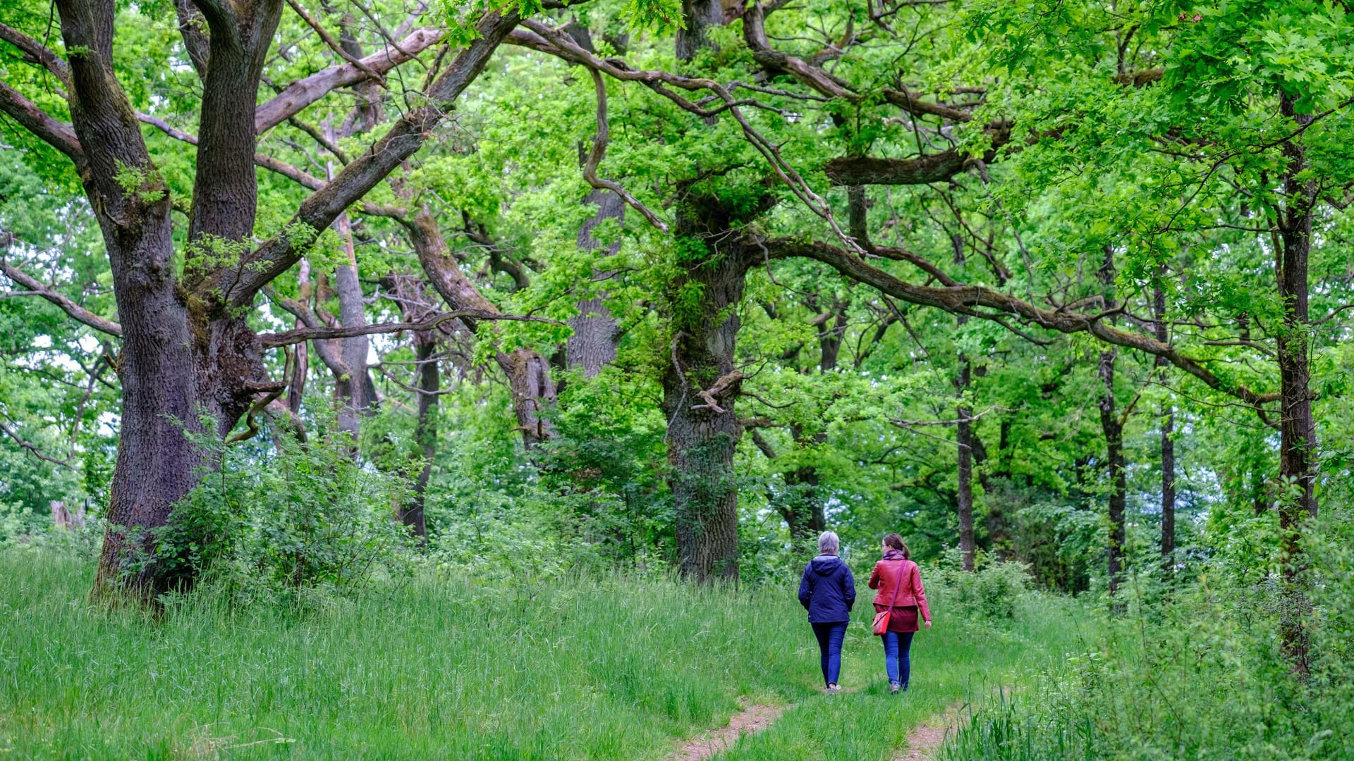 Mit alten Baumbeständen laden die Hutanger zum Wandern ein, wie hier der Hutanger Krönhof (Archivbild). Mit alten Baumbeständen laden die Hutanger zum Wandern ein, wie hier der Hutanger Krönhof (Archivbild).