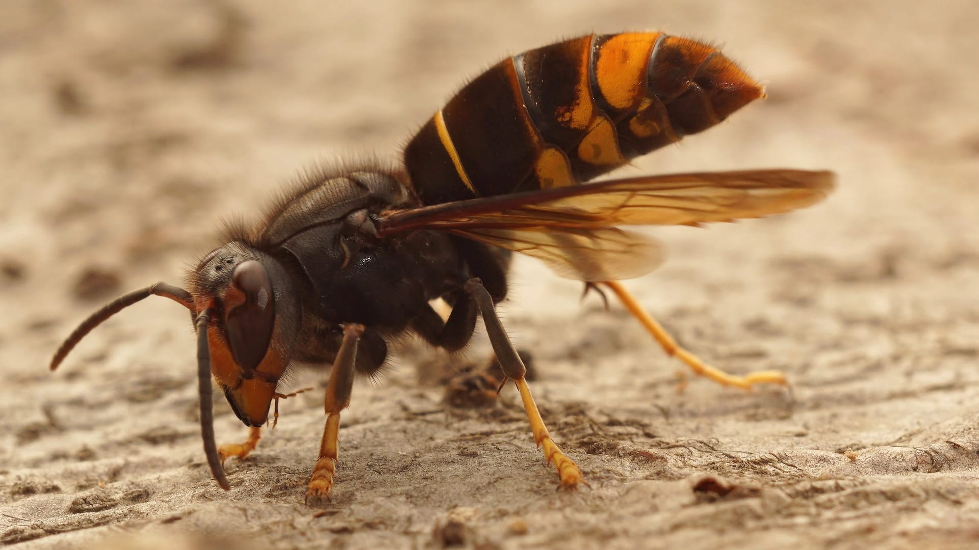 Asiatische Hornisse: Die invasive Art stellt eine Bedrohung für heimische Bienen dar. Asiatische Hornisse: Die invasive Art stellt eine Bedrohung für heimische Bienen dar.