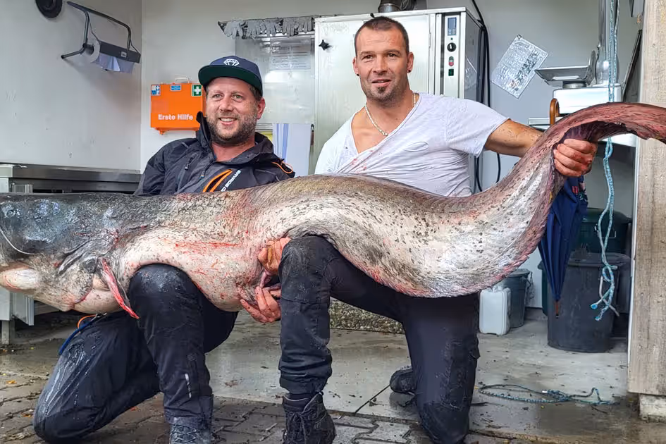Florian Haag und Maurice Karr mit dem geangelten Riesenwels aus dem Bodensee: Das Tier wieder freizulassen, wäre laut Tierschutzgesetz keine Option.